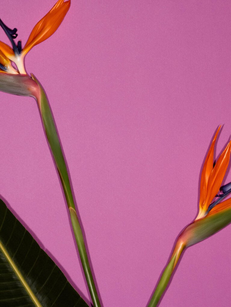 Valextra, Floral composition on pink background for Mother&rsquo;s Day gift ideas, leather accessories