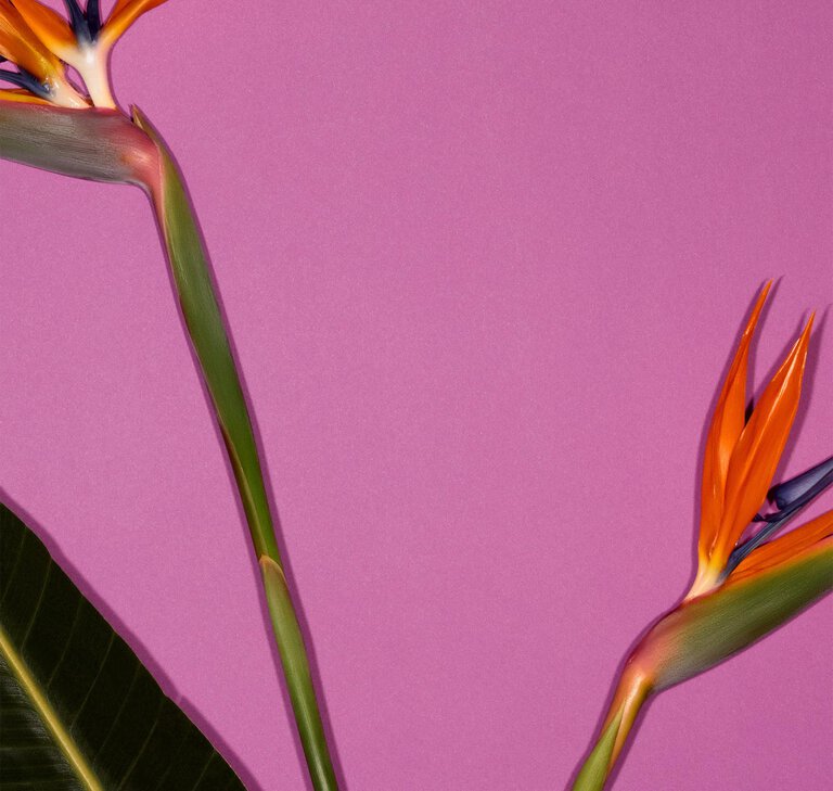 Valextra, Floral composition on pink background for Mother&rsquo;s Day gift ideas, leather accessories